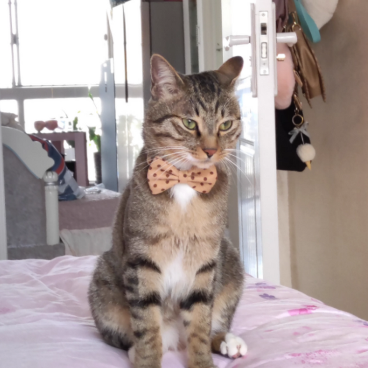 Pet Bow Tie Collar Accessory