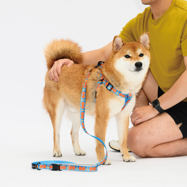 PAWZCITY Adjustable Leash Set - Sunny Egg M