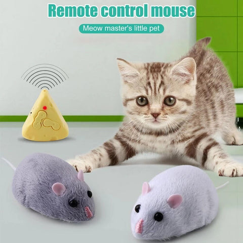 Cat and Remote Mouse