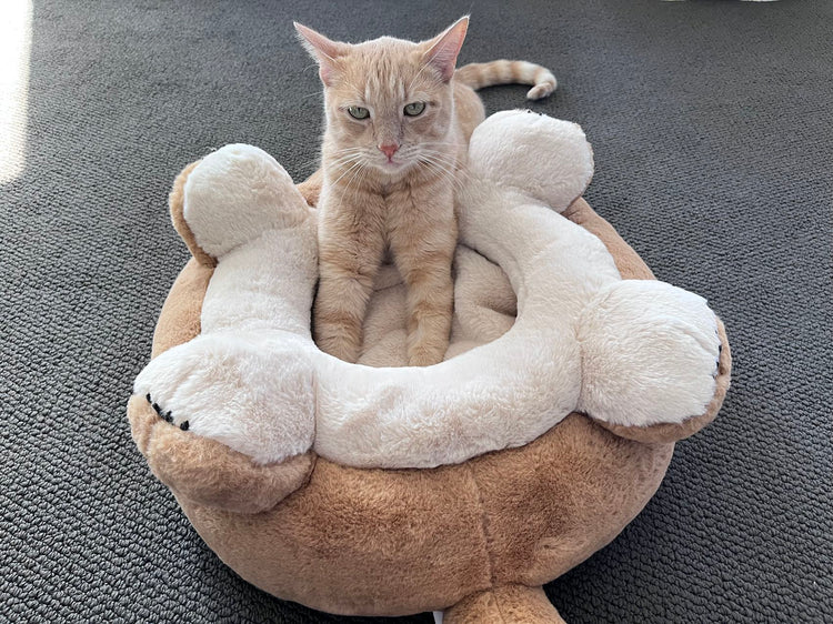 Belly-like Design Pet Kneading Cushion Bed